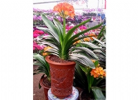 蘇州創(chuàng)景園藝有限公司