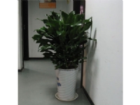 蘇州創(chuàng)景園藝有限公司