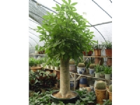 獨(dú)本發(fā)財(cái)樹