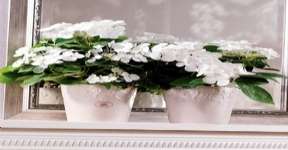 虹越德國(guó)進(jìn)口高檔陶制套盆SK卡普里系列花盆