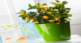 虹越德國(guó)進(jìn)口高檔陶制套盆SK達(dá)拉斯風(fēng)采系列花盆