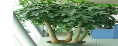 發(fā)財(cái)樹